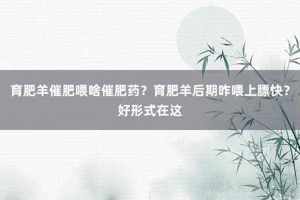 育肥羊催肥喂啥催肥药？育肥羊后期咋喂上膘快？好形式在这